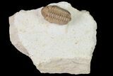 Detailed, Long Kainops Trilobite - Oklahoma #95688-2